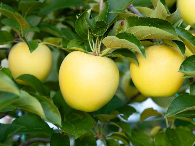 大ちゃん農園　シナノゴールド