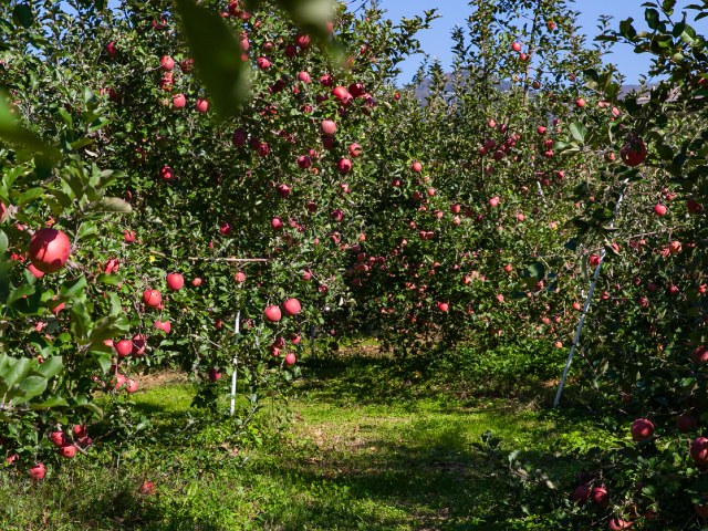 長野県山ノ内町 中山農園サンふじ 約5kg