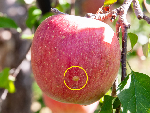 長野県山ノ内町 中山農園サンふじ 約5kg