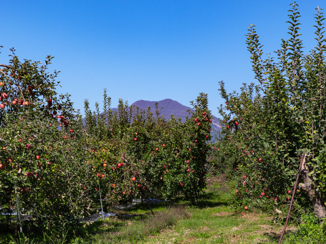 長野県山ノ内町 中山農園サンふじ 約5kg