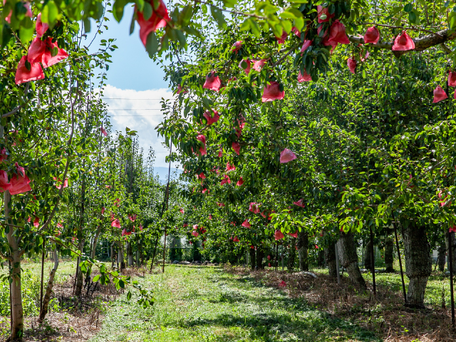 荻原農園 洋梨