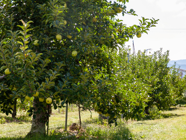 荻原農園 シナノゴールド