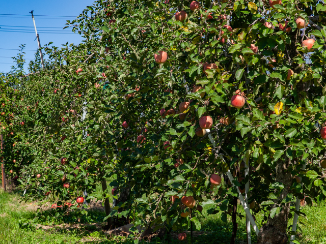 荻原農園 長野県中野市産 サンふじ 約10kg【訳あり】