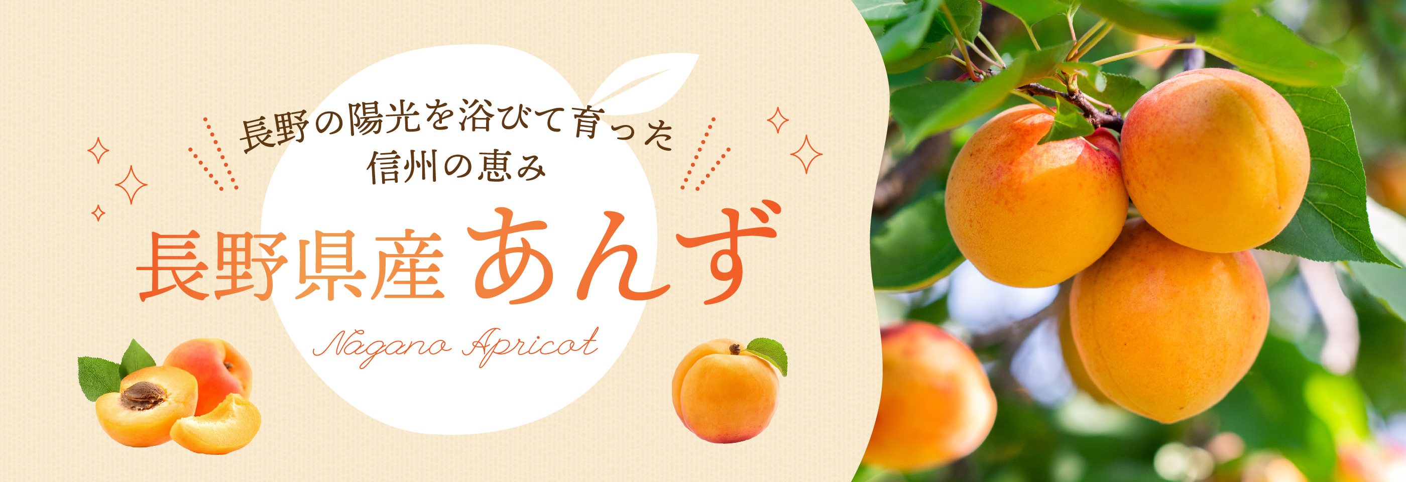 長野県産あんず