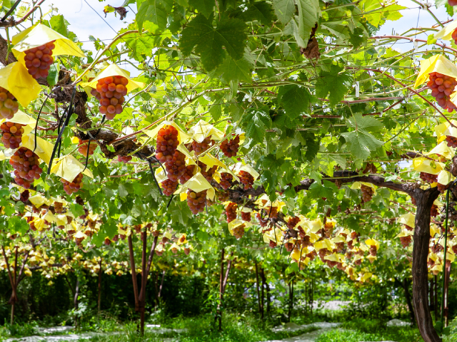 流園　スカーレット