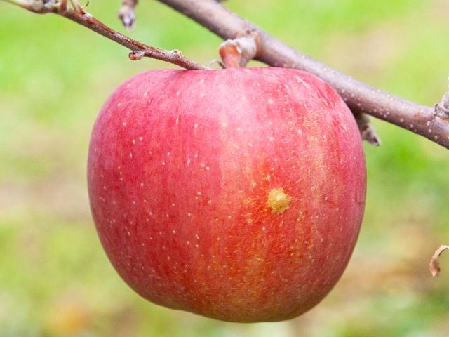 流園 サンふじ　訳あり