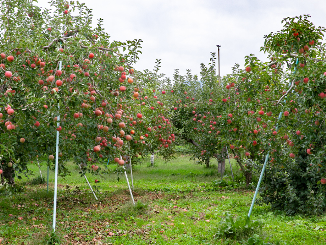 流園　サンふじ