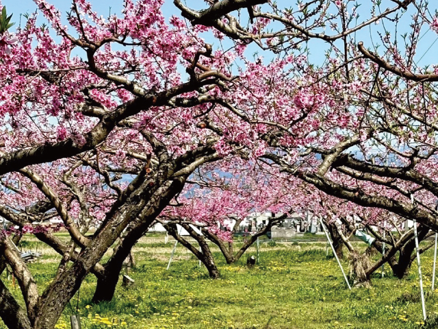 すずき果樹園