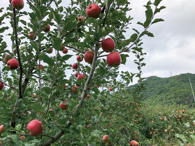 高山村シナノスイート